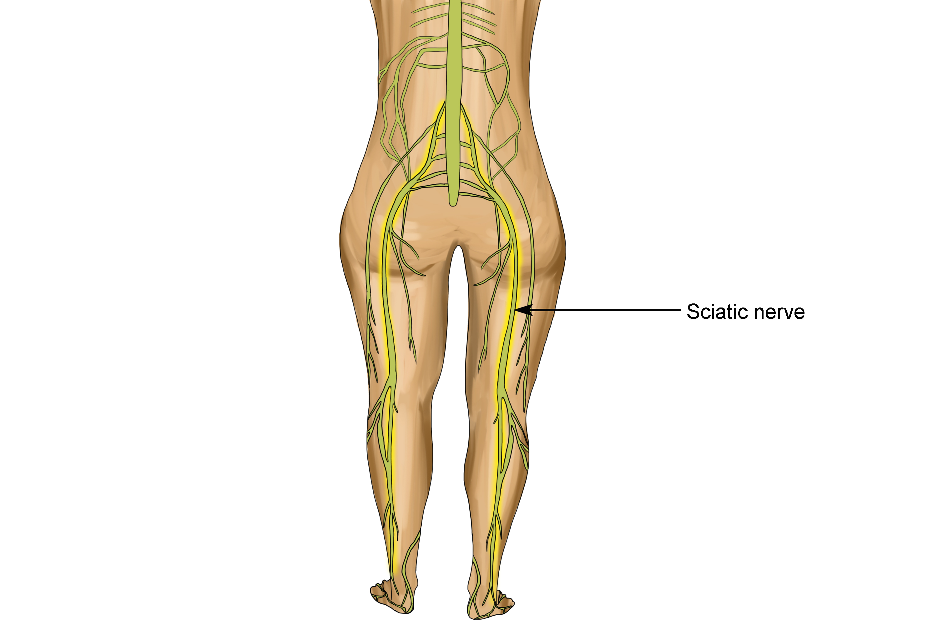 Image showing the sciatic nerve running down the leg to the toes